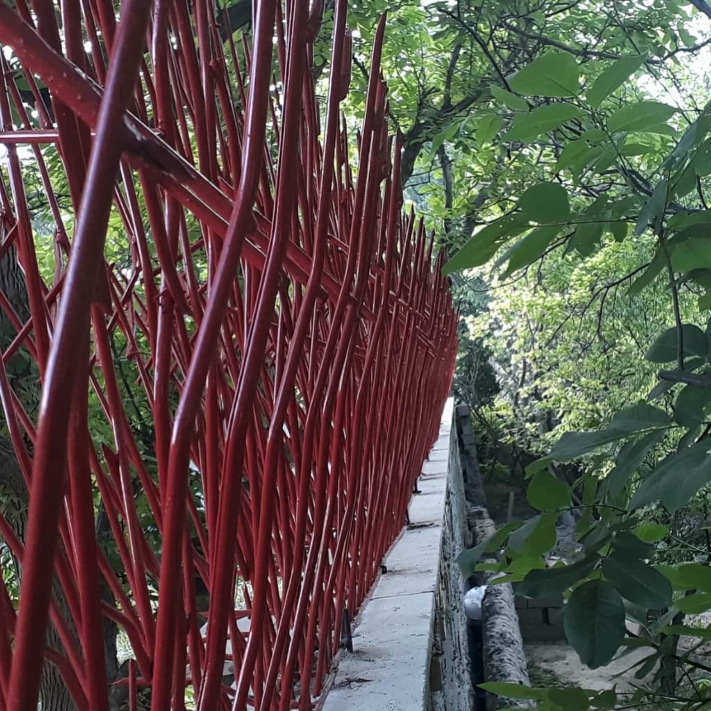 قیمت روز حفاظ بوته ای