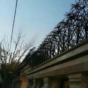 حفاظ نخل مرداب زیبا و مقاوم