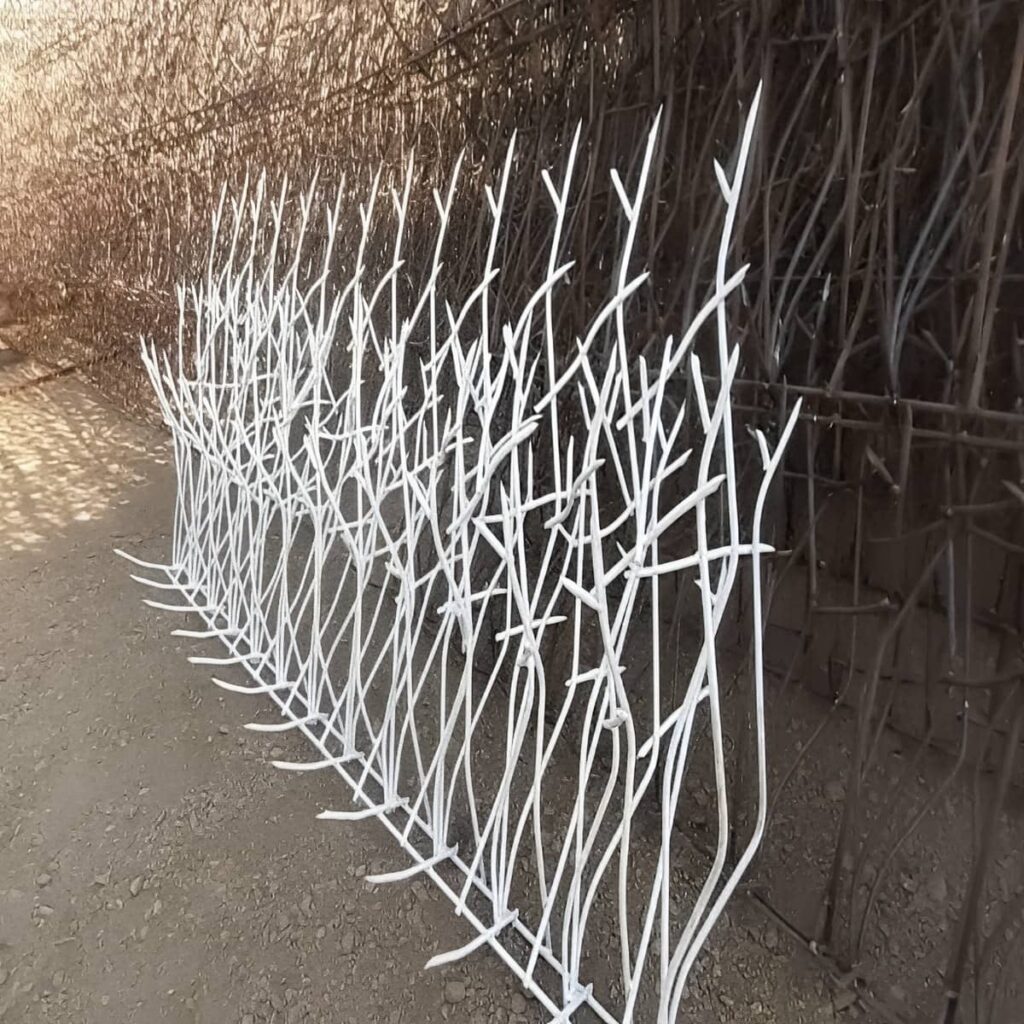 حفاظ شاخ گوزنی در نوشهر