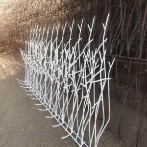 حفاظ شاخ گوزنی در نوشهر