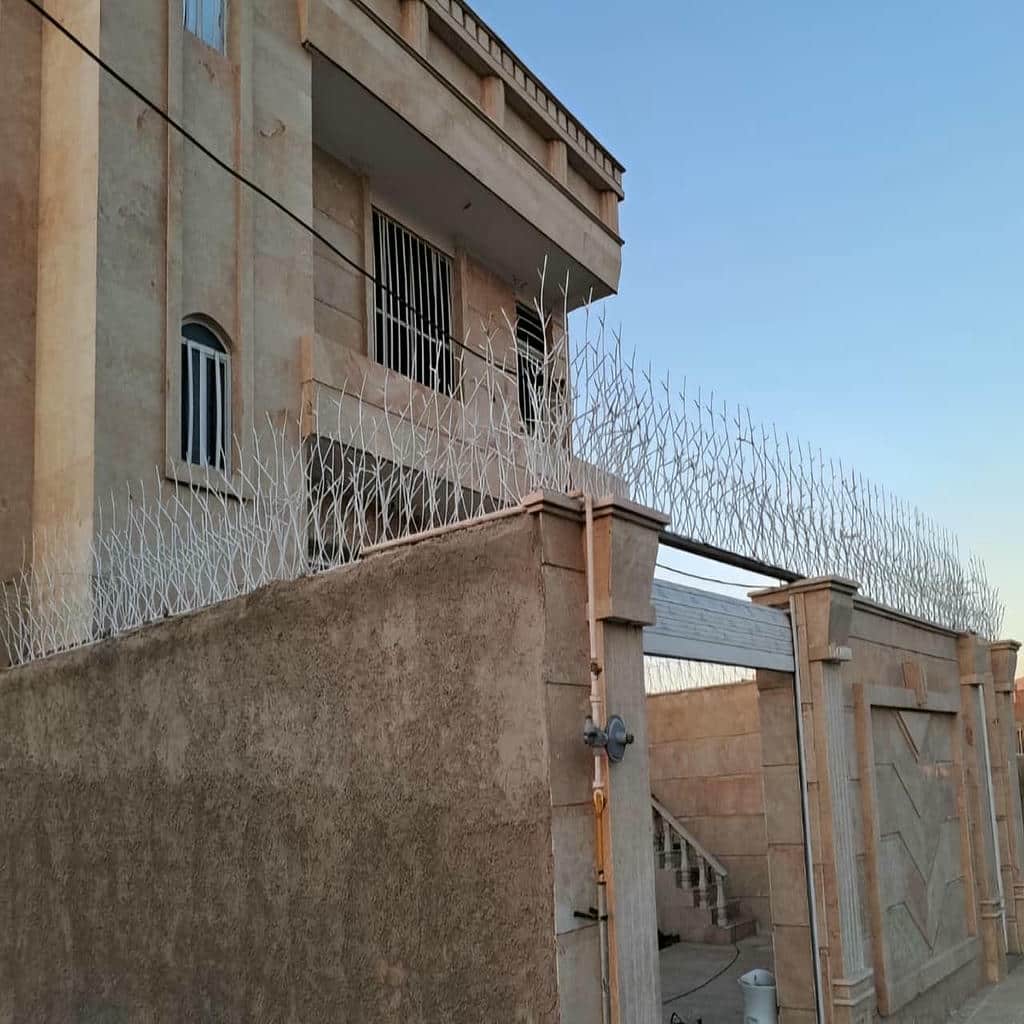 حفاظ شاخ گوزنی در نیشابور