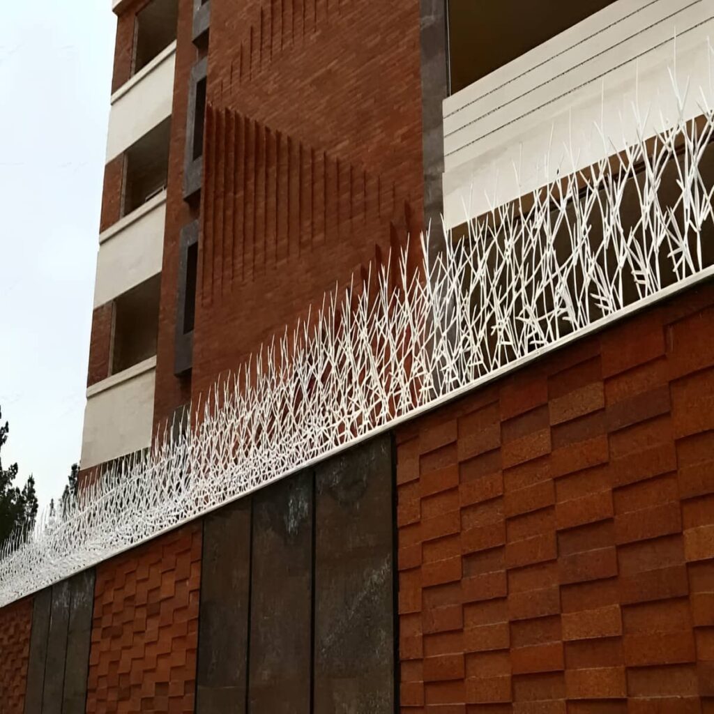 حفاظ شاخ گوزنی در شیراز