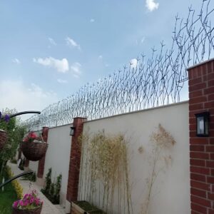 حفاظ شاخ گوزنی در نسیم شهر