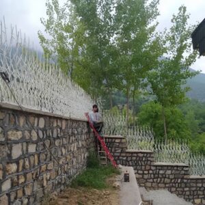 حفاظ شاخ گوزنی در دماوند