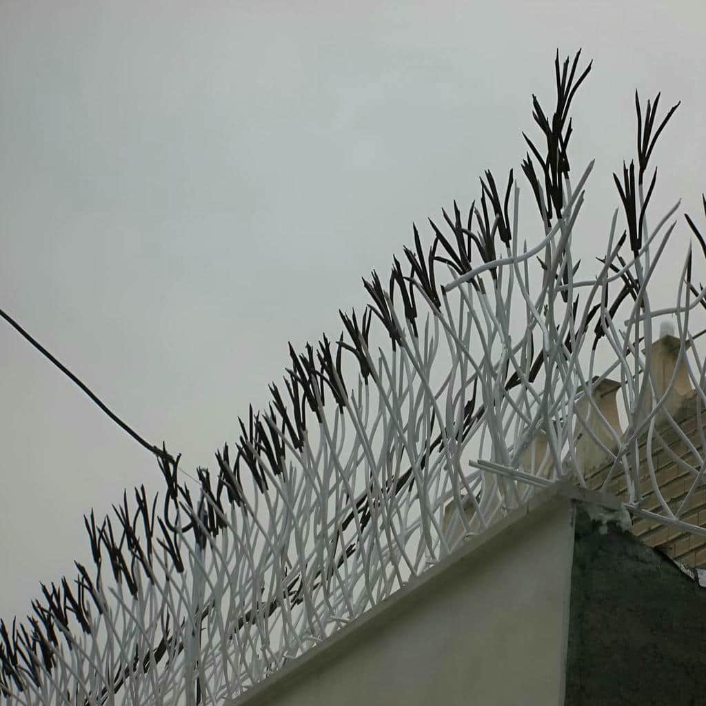 حفاظ شاخ گوزنی در کیش