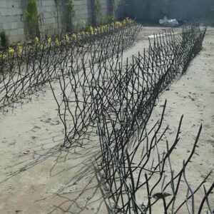 حفاظ شاخ گوزنی در قزوین