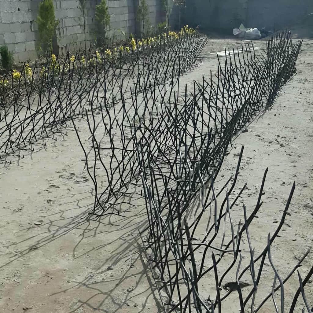 حفاظ شاخ گوزنی در قزوین