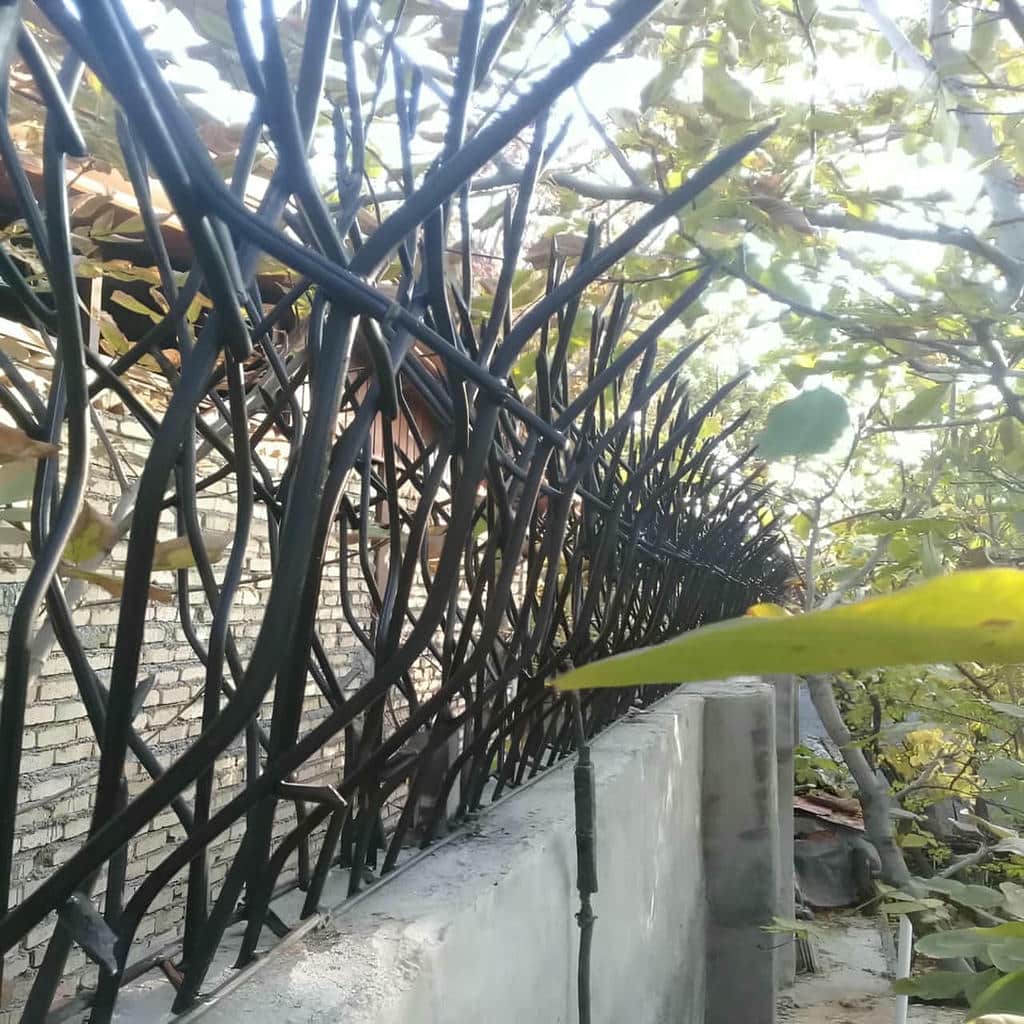 حفاظ شاخ گوزنی در ایرانشهر