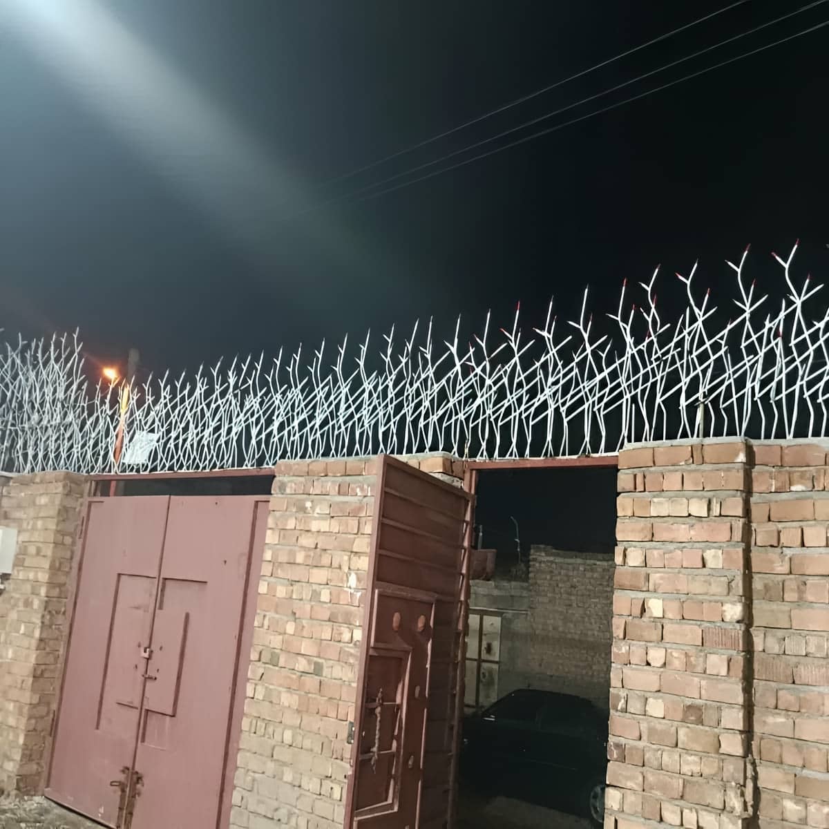 حفاظ شاخ گوزنی در اراک
