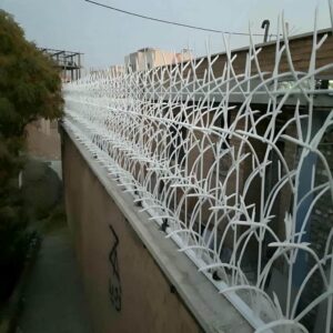 حفاظ شاخ گوزنی در کمال شهر