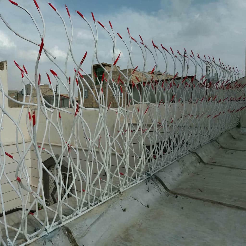 حفاظ شاخ گوزنی در سبزوار