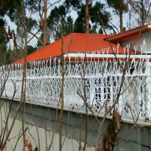 حفاظ شاخ گوزنی در گرگان