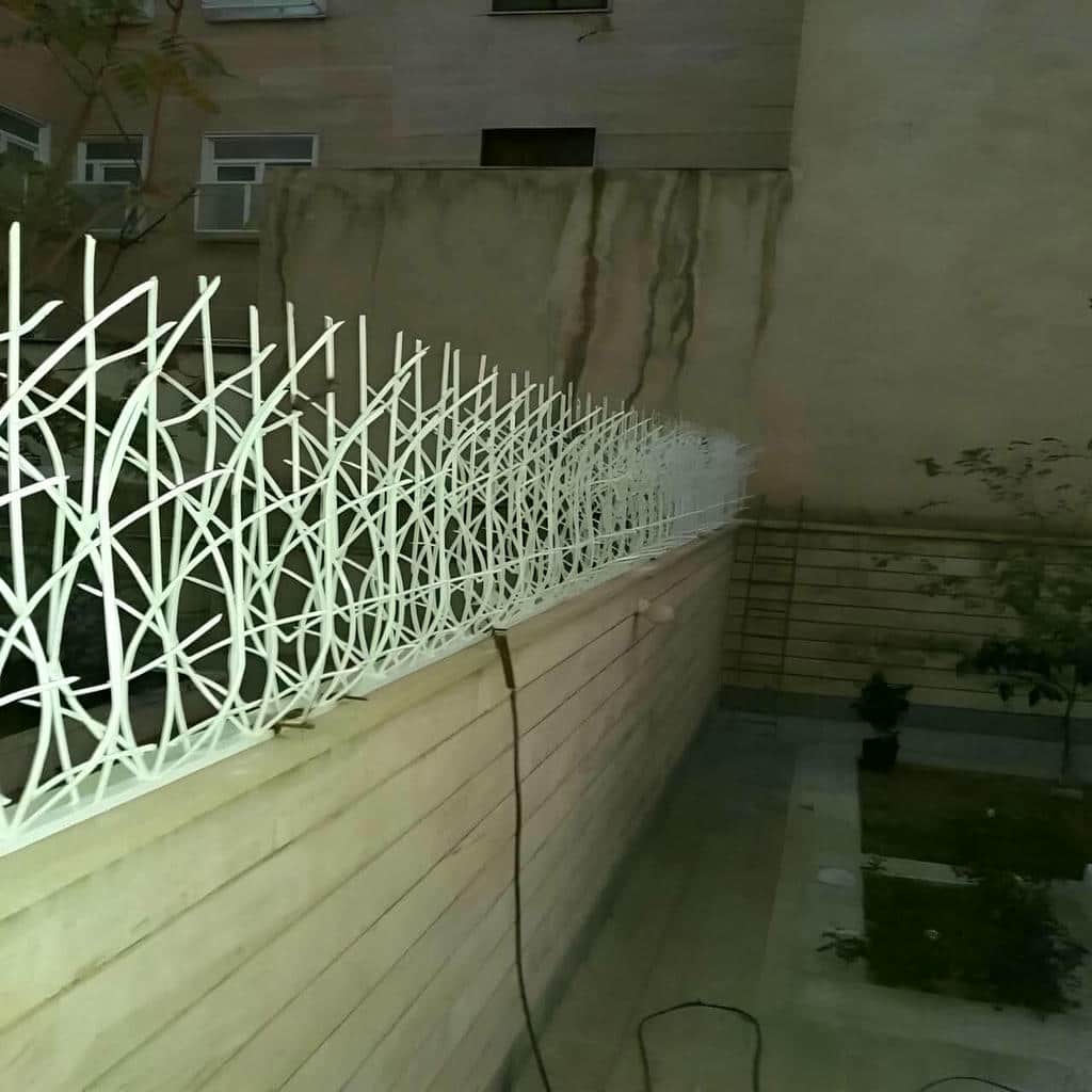 حفاظ شاخ گوزنی در آمل
