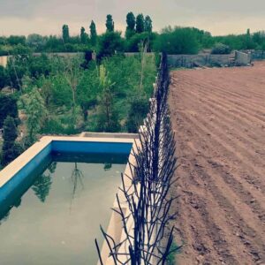 حفاظ شاخ گوزنی در بوشهر