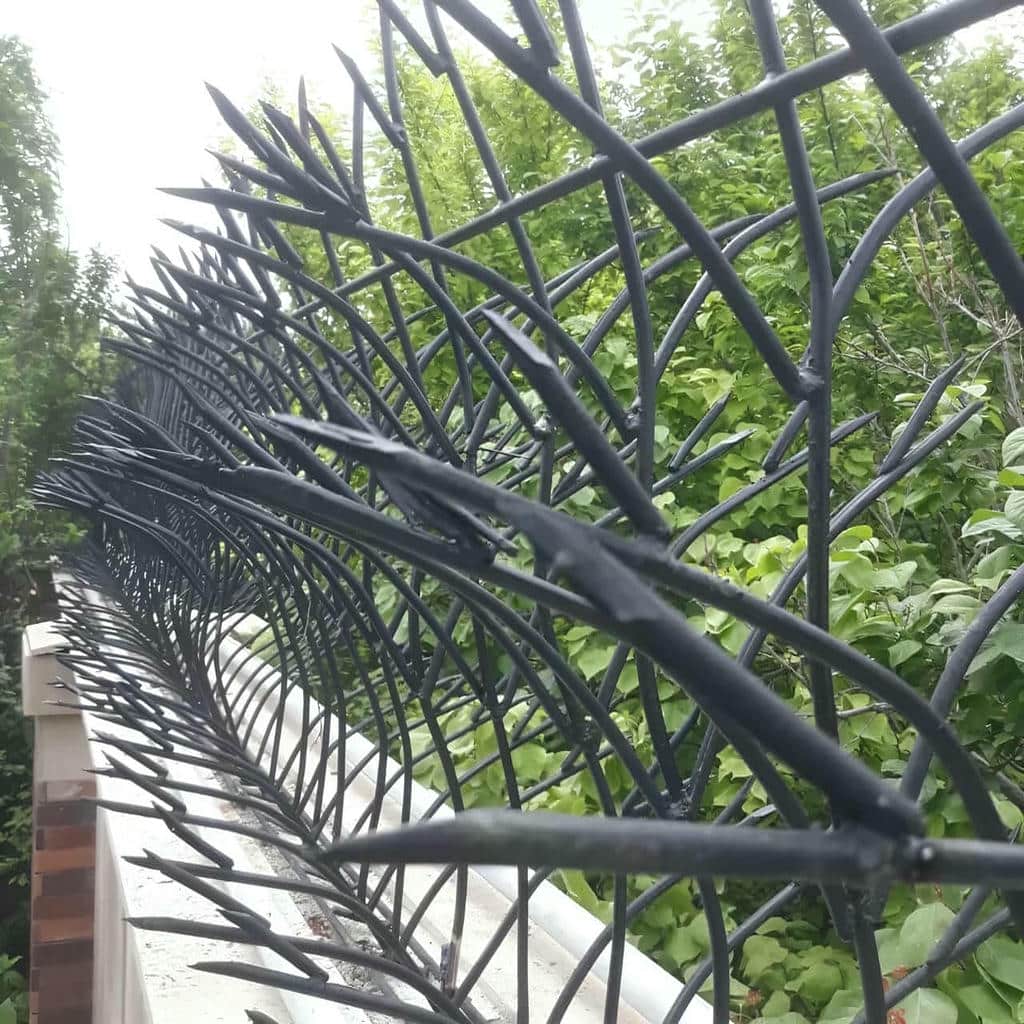 قیمت حفاظ شاخ گوزنی شاخه منظم در محمدشهر