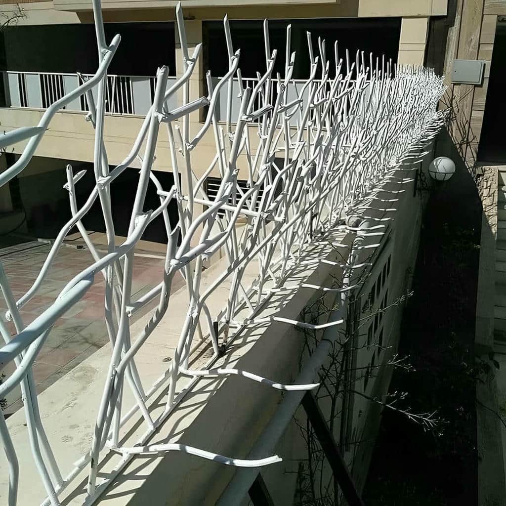 حفاظ شاخ گوزنی در کرمان