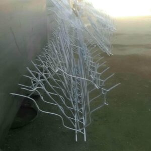 حفاظ شاخ گوزنی در تبریز