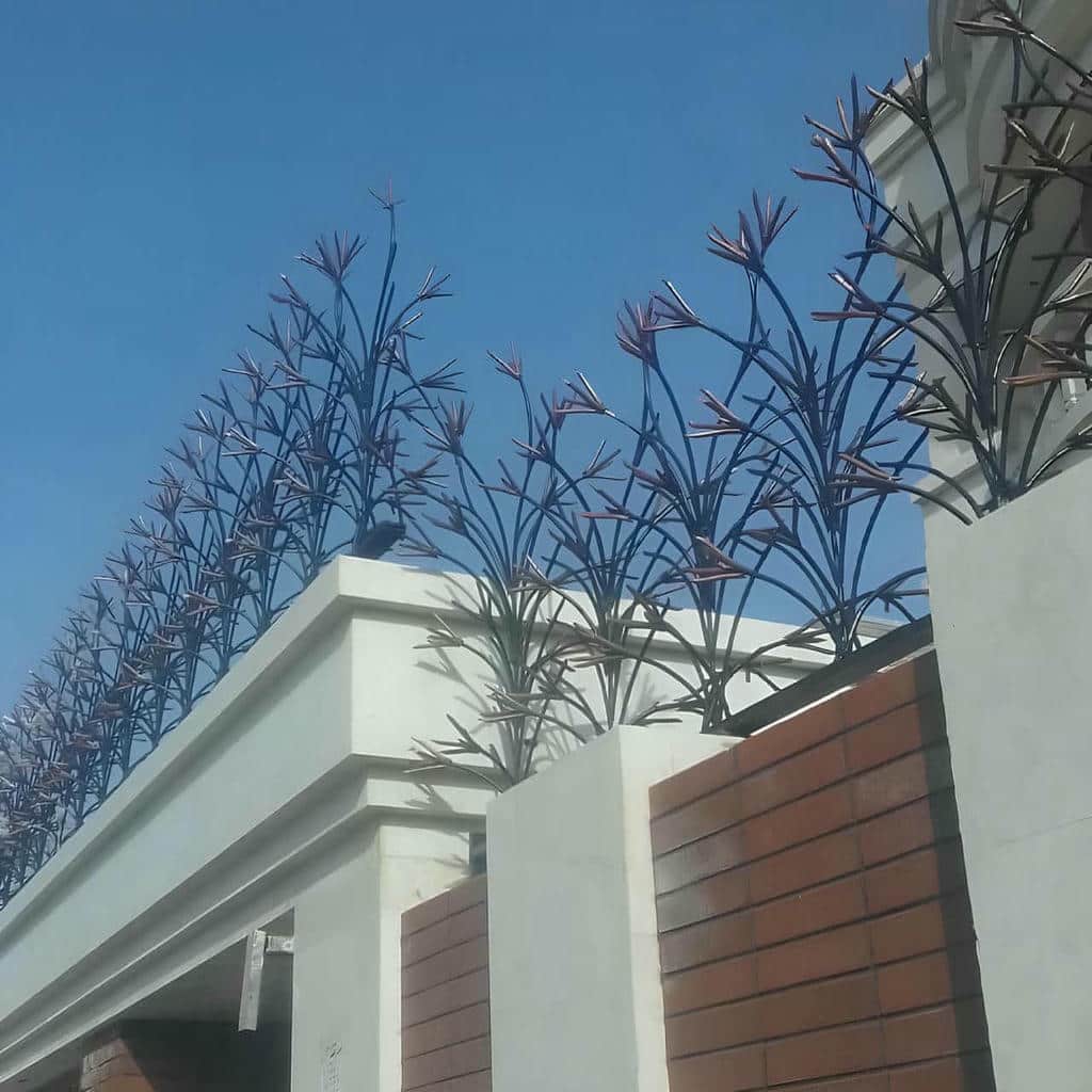 حفاظ شاخ گوزنی در کرمانشاه