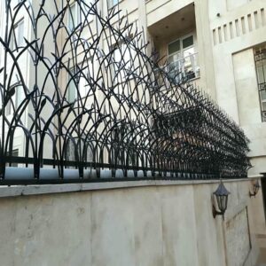 حفاظ شاخ گوزنی در ساوه
