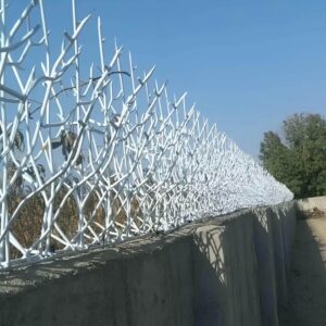 حفاظ شاخ گوزنی در گنبدکاووس