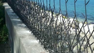 حفاظ شاخ گوزنی در اصفهان