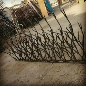 حفاظ شاخ گوزنی در بندر چابهار