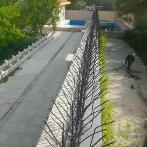 حفاظ شاخ گوزنی در قم