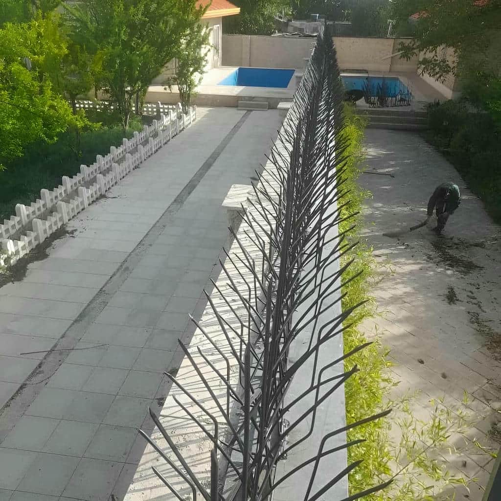 حفاظ شاخ گوزنی در قم