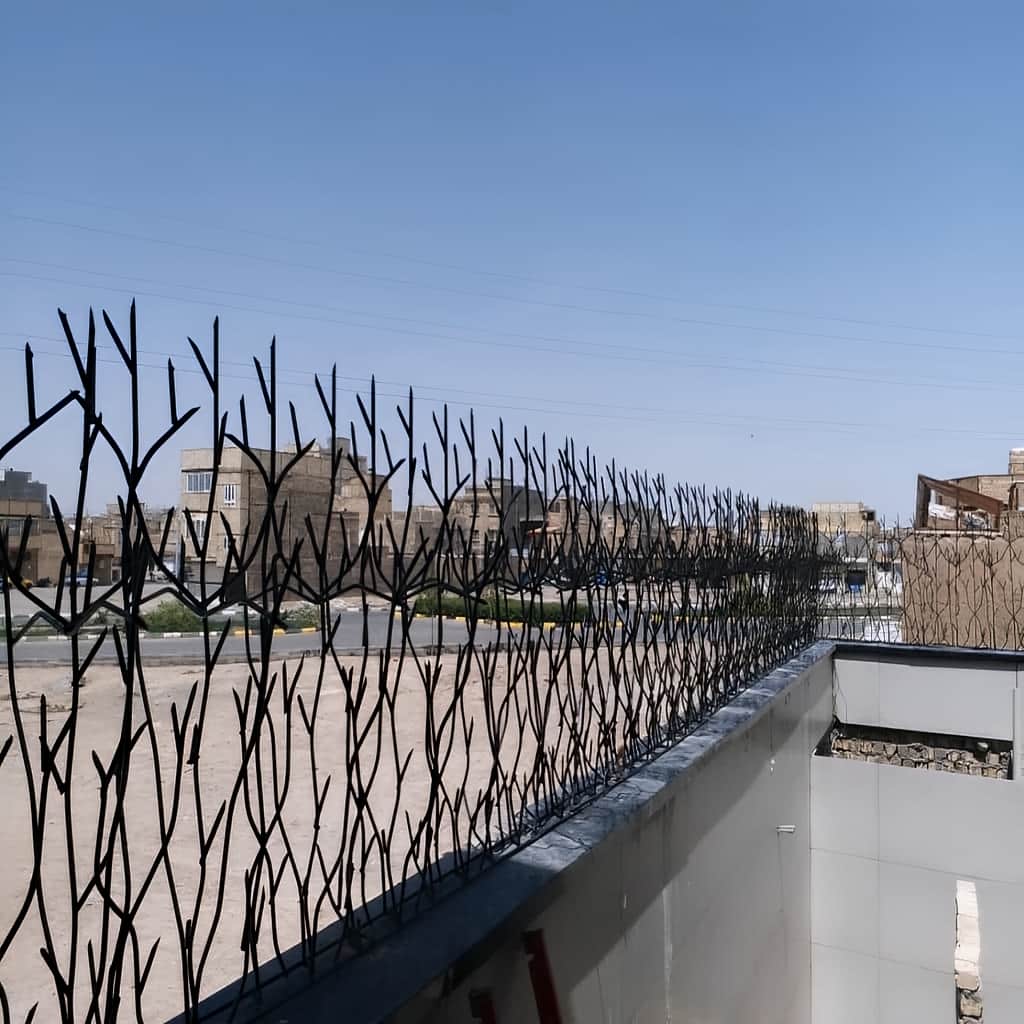 حفاظ شاخ گوزنی خاردار با ارتفاع مناسب دیوار