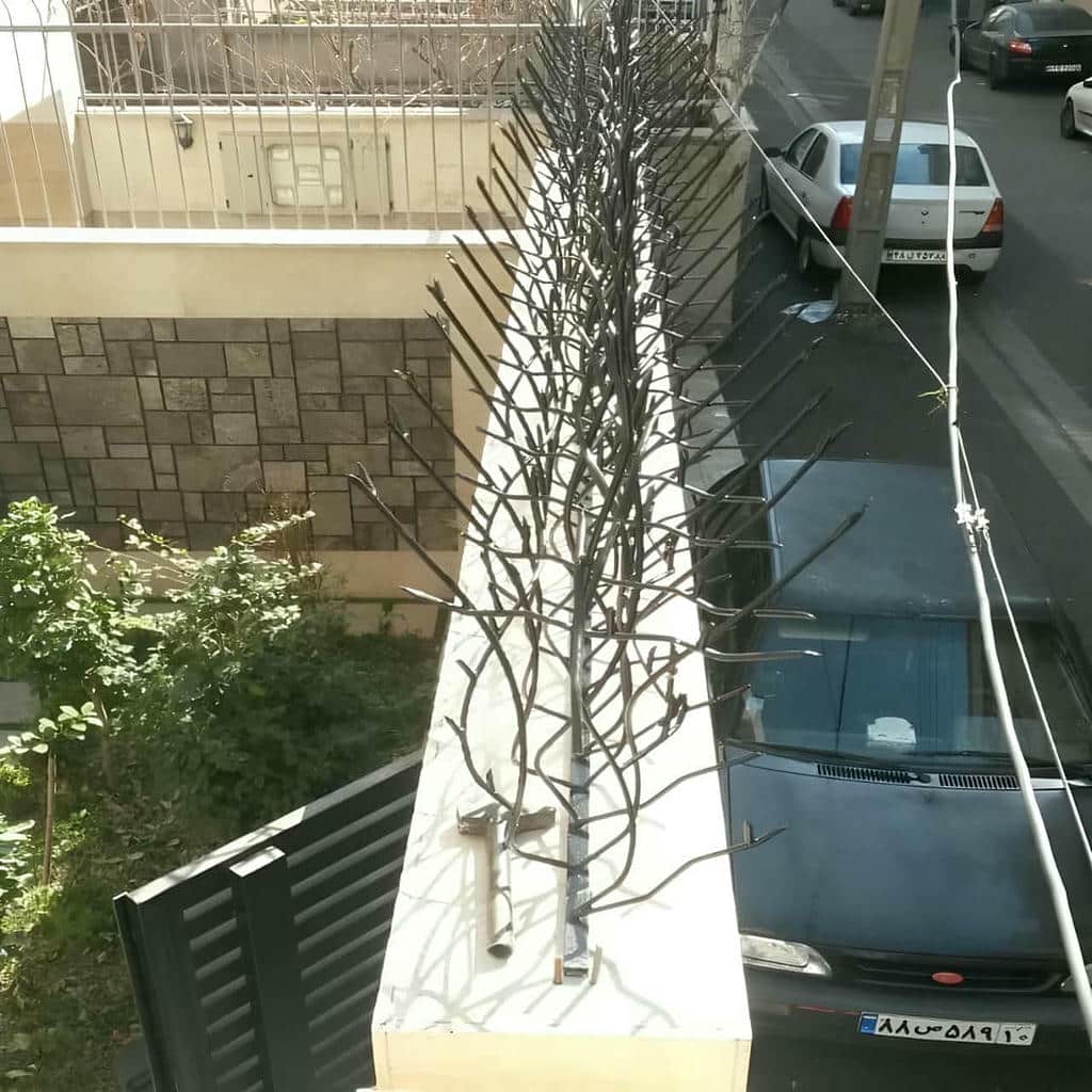 حفاظ شاخ گوزنی حیاط حفاظ شاخ گوزنی حیاط